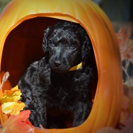 Poodle Puppies from Canoe Creek Spoos