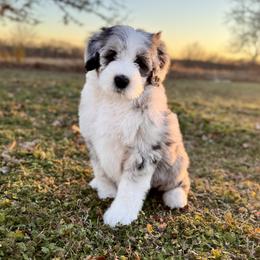 Jazzy - Sheepadoodle