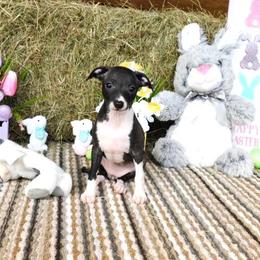 Irry Female 1 - Seal female Italian Greyhound puppy in Sparta Tn And Caryville Fl, Tennessee from Summerwind Kennel