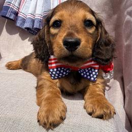 Valentino - Red male Dachshund puppy in Michigan from Hidden Haven Dachshunds