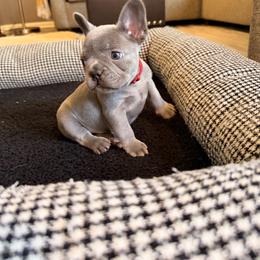 Hachi - Blue male French Bulldog puppy in Bolingbrook, Illinois from Flores Frenchies