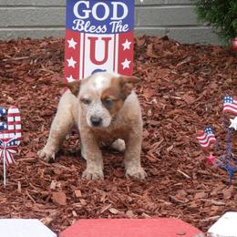 Nathanael Greene - Red mottled male Australian Cattle Dog puppy in Buffalo Valley, Tennessee from Buffalo Valley Breeders