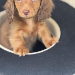 Bourbon - Red male Dachshund puppy in Bentonville, Arkansas from Boujee Buns Dachshunds