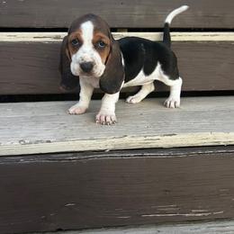 Girl 1 - female Basset Hound puppy in Walnut Grove, Missouri from C & L Beagles and Bassets