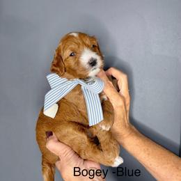 Bogey - Red  male Goldendoodle puppy in Springville, Utah from JW Doodles
