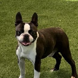 Boston Terriers and French Bulldogs from Classic Boston Terriers and French Bulldogs