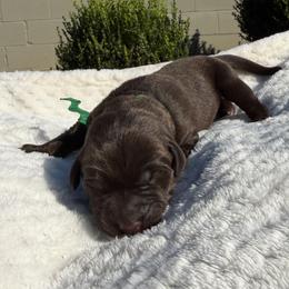Green - Chocolate male Labrador Retriever puppy in Gainesville, Georgia from Rucker Retrievers