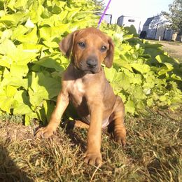 Bailey - Rd whtn blk nose female Rhodesian Ridgeback puppy in Carney, Oklahoma from River Run Parson Russell terriers & River Run Ridgebacks