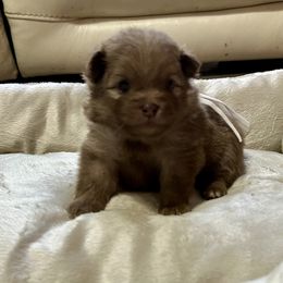 Peanut - Chocolate and tan male Pomeranian puppy in Inola, Oklahoma from My Bella’s Pomeranians