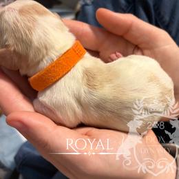 Dachshund Puppies from 208 Dox Dynasty