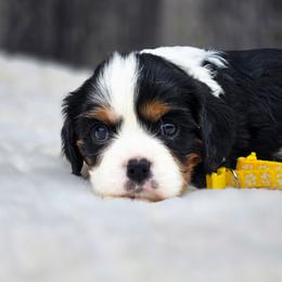 Honey - Tri-color female Cavalier King Charles Spaniel puppy in Preston, Maryland from Katie's Pups