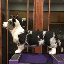 Cardigan Welsh Corgi Puppies from Rochar Cardigan Welsh Corgis
