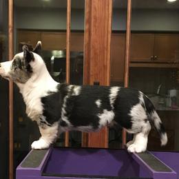 Cardigan Welsh Corgi Puppies from Rochar Cardigan Welsh Corgis