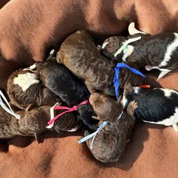 Light pink collar - Brown female Poodle puppy in Clarkston, Washington from Doodle & Poodle Palace