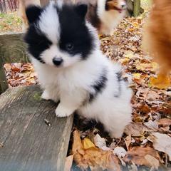 Pomeranian and Shetland Sheepdog Puppies from K&A Little Wonder's