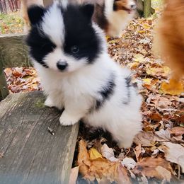 Pomeranian and Shetland Sheepdog Puppies from K&A Little Wonder's