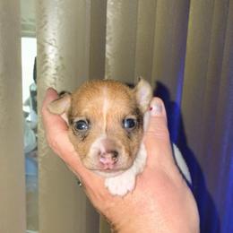 Pup B - White and tan male Toy Fox Terrier puppy in Clermont, Florida from Debbie Hiles's Toy Fox Terriers
