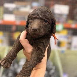 Ember - Brown male Poodle puppy in Cleveland, Texas from Jolley Poodles