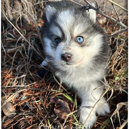 Runamok Cookies For Santa (Chip) - Black and white male Pomsky puppy in St. Maries, Idaho from Runamok Farm