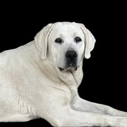 Winter - Labrador Retriever