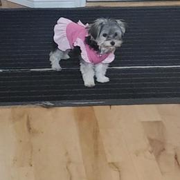 Maltese, Morkie, and Yorkshire Terrier All Grown Up from Little Paws Nursery