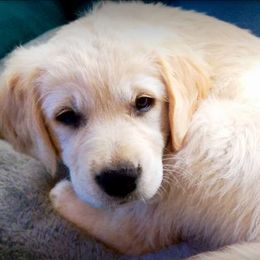 Golden Retrievers from Kruger Family Breeders