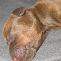 Smurf - Red female Dachshund puppy in Crystal River, Florida from DachGen