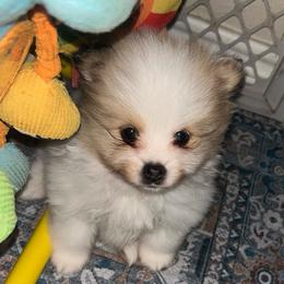 Aspen - Chocolate merle male Pomeranian puppy in Zavalla, Texas from Precious Puff Poms