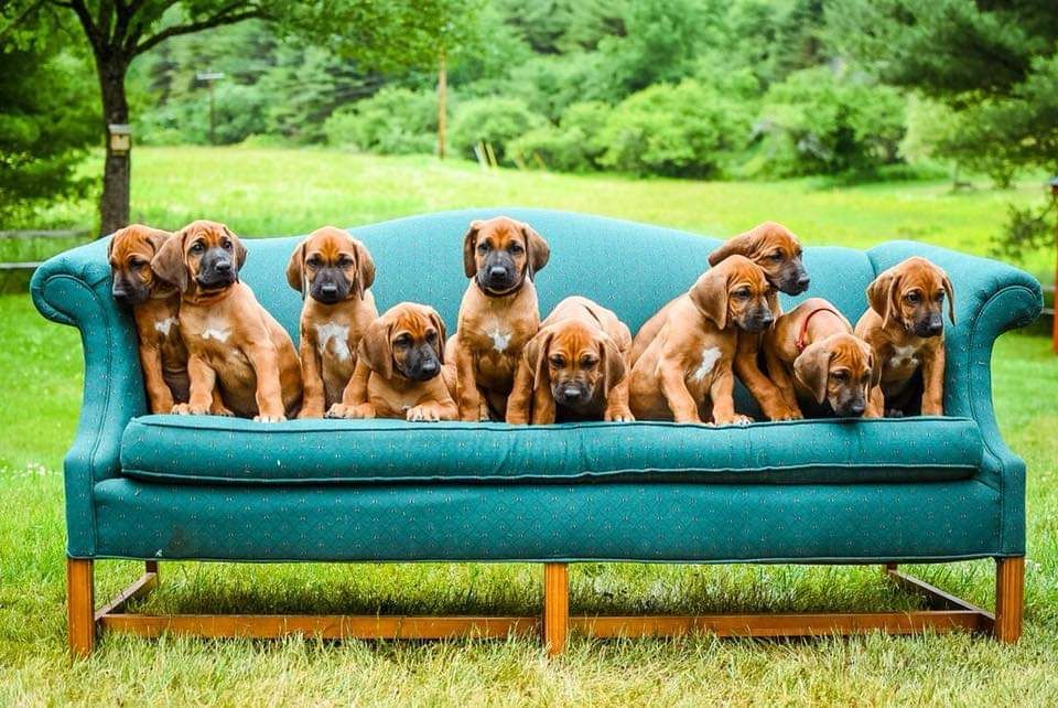 Supernova Ridgebacks in New Hampshire Rhodesian Ridgeback puppies