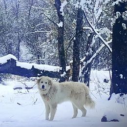 Snow - Great Pyrenees
