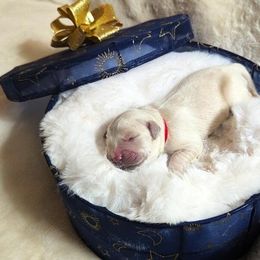 Golden Retriever Puppies from Dandelion Meadows Farm