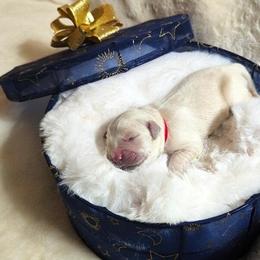 Golden Retriever Puppies from Dandelion Meadows Farm