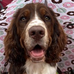 Rascal - English Springer Spaniel