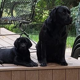 Labrador Retrievers from Hearthside Labradors