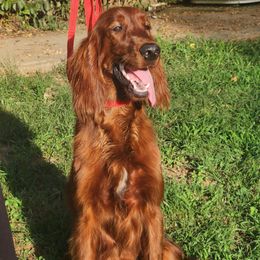 Irish Setter puppies from Shakarri Irish Setters