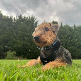 Airedale Terrier Puppies from Cool Hand Luke Kennels