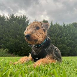 Airedale Terrier Puppies from Cool Hand Luke Kennels