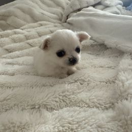 Chihuahua Puppies from Dreamy Divine Chihuahuas