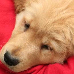 Golden Retrievers and Labrador Retrievers from Can Do Canines Assistance Dogs