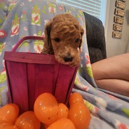 Orange - Apricot female Poodle puppy in South Willard, Utah from Burge Family Poodles