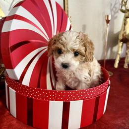 Boy 5 - Cream male Cavapoo puppy in Nampa,, Idaho from Clig Doodle Days