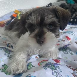 Buzz - Parti male Miniature Schnauzer puppy in Anthony, Florida from Amanda Tragash