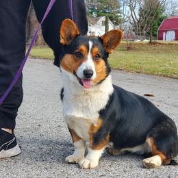 Beagle, Cardigan Welsh Corgi, and Pembroke Welsh Corgi All Grown Up from SM Corgis