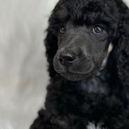 Bernedoodles from Lecanto Puppy