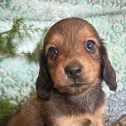 Bonny - Cream female Dachshund puppy in Mountain Home, Arkansas from Furry Friends Kennel