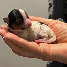 Biewer Terrier Puppies from Little Gems Biewer Terriers