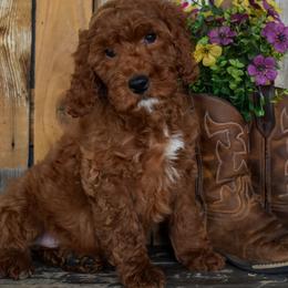 Girl 1 - female Irish Doodle puppy in Macedon, New York from Toodles Goldendoodles