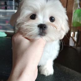Companion Cross, Mal-Shi, Maltese, Maltipoo, Morkie, and Shih Tzu Puppies from Seeking Shalom Acres Maltese, Maltipoos & Havamalts