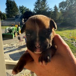 Girl 7 - Fawn female Boxer puppy in Jamesville, New York from Reynolds Homestead Boxers