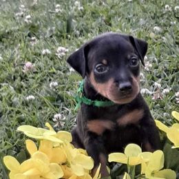 Miniature Pinschers from Carol's Pups